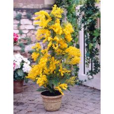 Mimoza Ağacı Acacia Dealbate 100-120 Cm