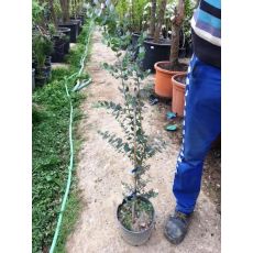 Okaliptus Ağacı Sıtma Ağacı oukiuptsus gummi 175-200 Cm