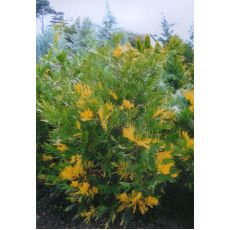 Kaliforniya Su Sediri Fidanı Aşılı Libocedrus Decurrens 30-40 cm