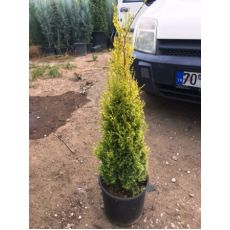 Sütun Servi Kalem Selvi Sarı Aşılı Cupressus Sempervirens Pyramidalis 60-80 Cm