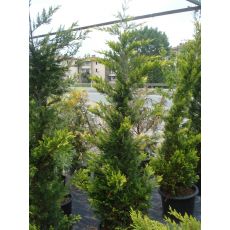Yalancı Altuni Selvi Cupressocyparis Gold Rider Aşılı 50-70 Cm