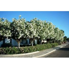 Zakkum Fidanı Zakkum Ağacı Beyaz Çiçekli 70-90 Cm  Nerium Oleander