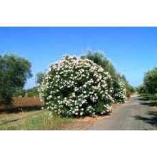 Zakkum Fidanı Zakkum Ağacı Beyaz Çiçekli 70-90 Cm  Nerium Oleander