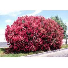 Zakkum Fidanı Zakkum Ağacı Pembe ve Beyaz Çiçekli  Nerium Olander 175-200 Cm