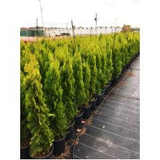 Altuni Piramit Mazı Thuja Orientalis Pyramidalis Aurea 120-140 Cm