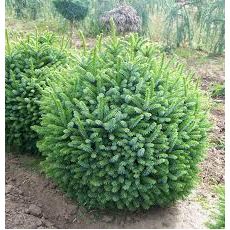 Batı Ladini Bodur Aşılı Picea Abies Nana 30-40 Cm