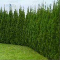 Batı Mazısı Smaragd Mazı Thuja Occidentalis Smaragd 125 Cm