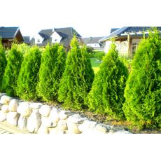 Batı Mazısı Smaragd Mazı Thuja Occidentalis Smaragd 125 Cm