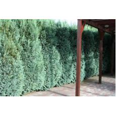 Yılbaşı Çamı İthal Elvudi Fidanı Chamaecyparis lawsoniana Elvudii 35-40 Cm