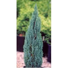 Elvudi Fidanı Chamaecyparis lawsoniana Elvudii 80-100 Cm