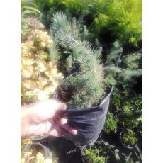 Fıstık Çam Pinus Pinea Poşette 20-30 Cm