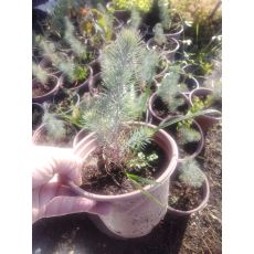 Fıstık Çam Pinus Pinea Saksıda 20-30 Cm