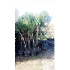 Fıstık Çam Pinus Pinea 200-210 Cm