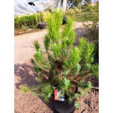 Fıstık Çamı İthal Pinus Pinea Silver Crest 60-80 CM