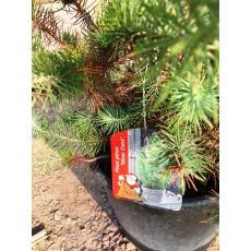 Fıstık Çamı İthal Pinus Pinea Silver Crest 60-80 CM