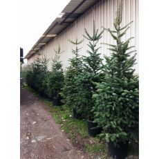 Doğu Karadeniz Göknarı Abies nordmanniana 220-250 Cm