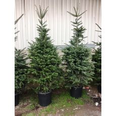 Doğu Karadeniz Göknarı Köknarı Abies nordmanniana 150-175 Cm