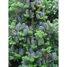 Gümüşi Göknar  Ağacı Fidanı Aşılı Abies Abies concolor Candicans