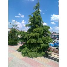 Himalaya Sediri Cedrus Deodora 30-40 Cm