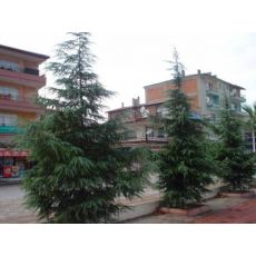 Himalaya Sediri Cedrus Deodora 250 Cm