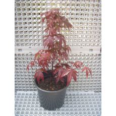 japon akçaağacı acer palmatum attrepurpurue 120-140 Cm