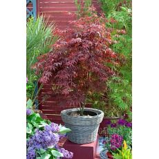 japon akçaağacı Aşılı Acer Palmatum Attrepurpurue 40-50 Cm