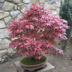 japon akçaağacı acer palmatum attrepurpurue İthal 25-30 Cm