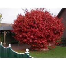 japon akçaağacı acer palmatum attrepurpurue 40-50 Cm