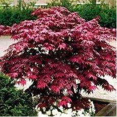 japon akçaağacı acer palmatum attrepurpurue 120-140 Cm