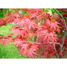 japon akçaağacı acer palmatum attrepurpurue 40-50 Cm