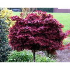 japon akçaağacı Acer Palmatum Attrepurpuru 20-30 Cm