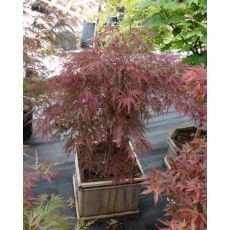 japon Akçaağacı Aşılı Acer Palmatum Dissectum 