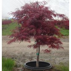 japon Akçaağacı Aşılı Acer Palmatum Dissectum 