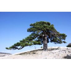 Kara Çam Fidanı Karaçam Pinus Nigra 60-80 Cm