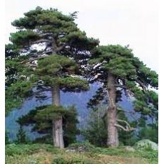 Kara Çam Fidanı Karaçam Pinus Nigra 200-225 Cm