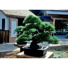 Kara Çam Fidanı Karaçam Pinus Nigra 60-80 Cm