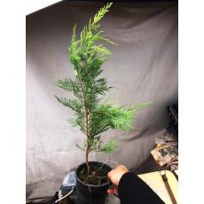 Leylandi Fidanı Leylandi Ağacı Cupressocyparis Leylandii 40-50 Cm