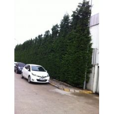 Leylandi Fidanı Leylandi Ağacı Cupressocyparis Leylandii 140-160 Cm