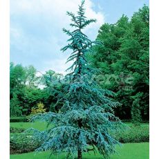 Mavi Atlas Sediri İthal Cedrus Atlantica Glauca 250 Cm