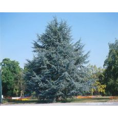 Mavi Atlas Sediri Atlantik Sediri Yerli Cedrus Atlantica Glauca 250-275 Cm