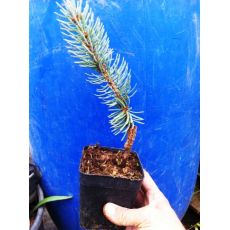 Mavi Ladin Fidanı Ağacı Picea Pungens Hopsii 20-25  Cm 2 Yaşında