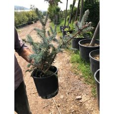 Mavi Ladin Fidanı Ağacı İthal Picea Pungens Hopsii 25-35 Cm 3 Yaşında