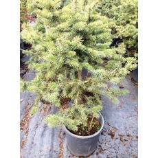 Yılbaşı Ağacı Mavi Ladin Tohumdan Üretim  Picea Pungens  100-120  Cm