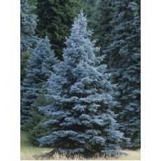 Mavi Ladin Fidanı Ağacı İthal Picea Pungens Hopsii 275-300 Cm