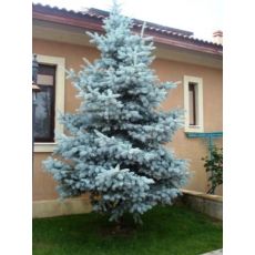 Mavi Ladin Fidanı Ağacı İthal Picea Pungens Hoopsii 175 Cm