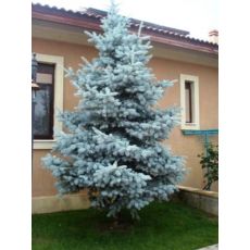 Mavi Ladin Fidanı Ağacı İthal Picea Pungens Hoopsii 175-200 Cm