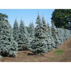 Mavi Ladin Fidanı Ağacı İthal Picea Pungens Hopsii 200-225 Cm