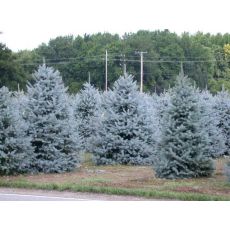 Mavi Ladin Fidanı Ağacı İthal Picea Pungens Hopsii 275-300 Cm