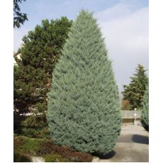 Mavi Selvi Aşılı Servi Cupressus Sempervirens Arizona Glauca 20 Cm