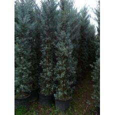 Mavi Selvi Mavi Servi Aşılı Cupressus Sempervirens Arizona Glauca 200-225 cm